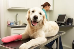 ESWT for Nonunion Fracture of a Canine Tibia